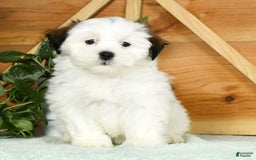 Teddy Bear dogs for sale: Wren - Image 1