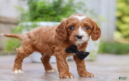 Cavapoo dogs for sale: Bean - Image 1