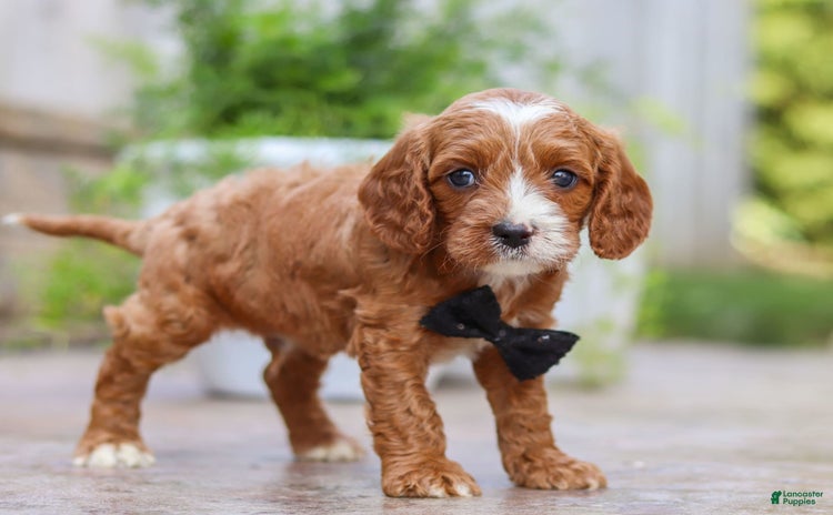 Cavapoo dogs for sale - Ad 1