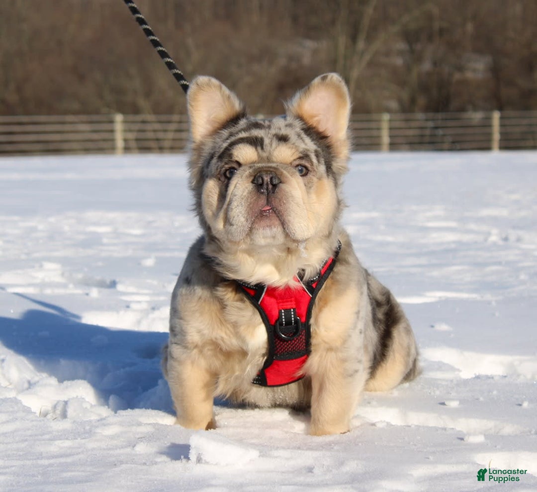 French Bulldog dogs for sale: Mia - Image 9