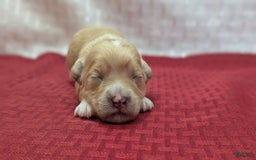 Cockapoo dogs for sale: Gobber - Image 5