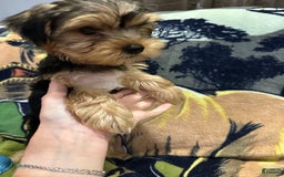 Yorkshire Terrier dogs for sale: Blue2 - Image 1