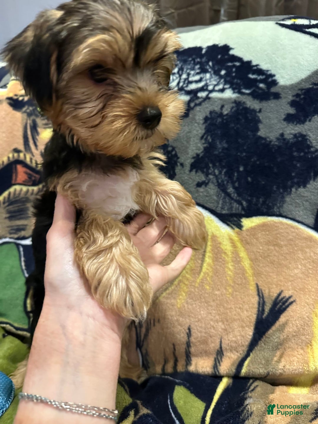 Yorkshire Terrier dogs for sale: Blue2 - Image 1