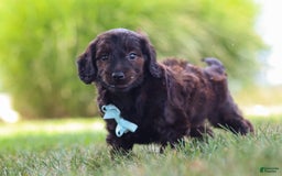Miniature Dachshund dogs for sale: Marochino - Image 5