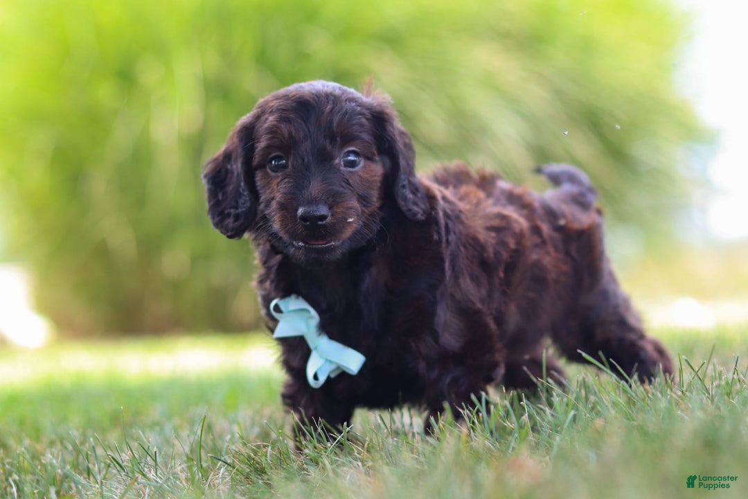 Miniature Dachshund dogs for sale: Marochino - Image 5