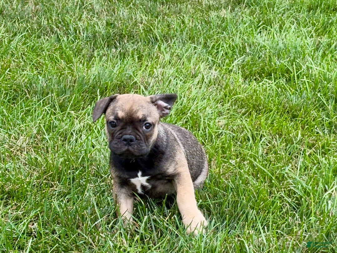 French Bulldog dogs for sale: Joy - Image 1