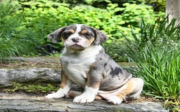 Olde English Bulldogge dogs for sale: Reba - Image 7