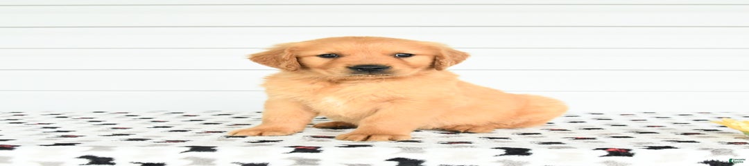 Finn