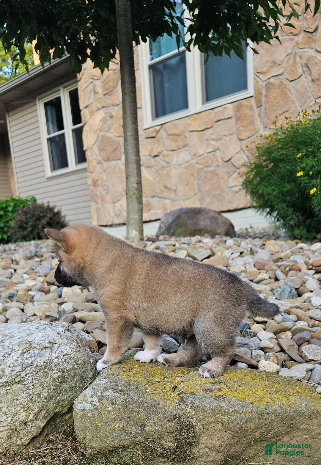 Shiba Inu dogs for sale: Rex - Image 1