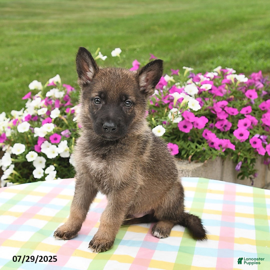 German Shepherd dogs for sale: Maverick - Image 5