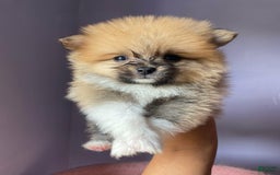 Pomeranian dogs for sale: Lena - Image 4
