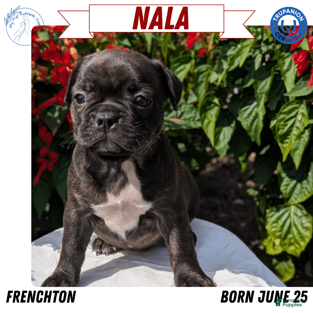 Frenchton dogs for sale: Nala - Image 2