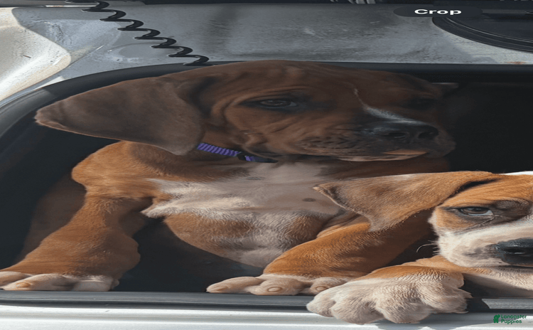 South African Boerboels dogs - Advert 9