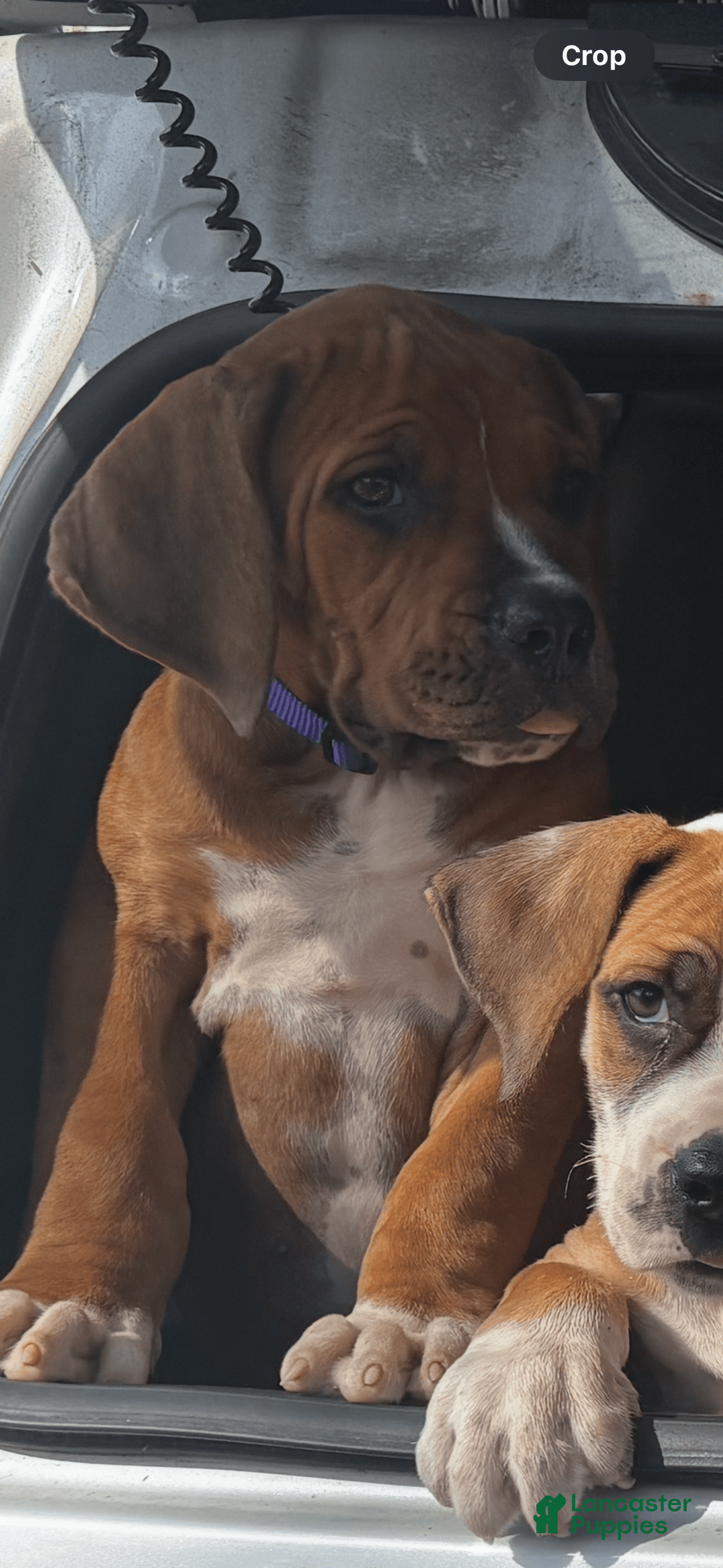 South African Boerboels dogs for sale: Shannon - Image 2