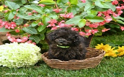 Toy Poodle dogs for sale: Violet - Image 4