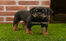 Rottweiler dogs for sale: Elliot - Image 5