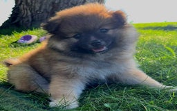 Pomeranian dogs for sale: Finley - Image 2