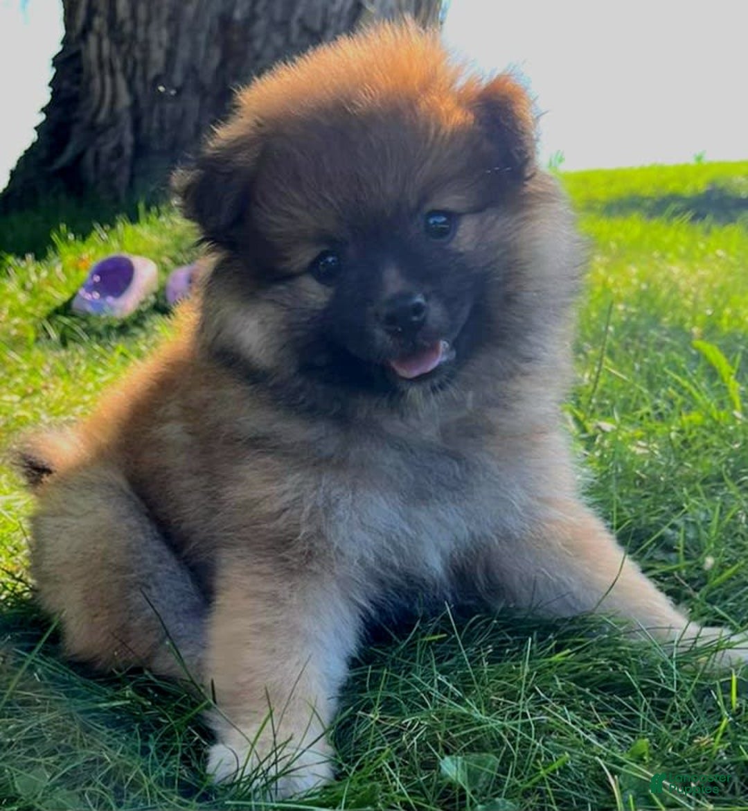 Pomeranian dogs for sale: Finley - Image 2