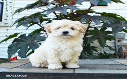 Shihpoo dogs for sale: Finn - Image 3