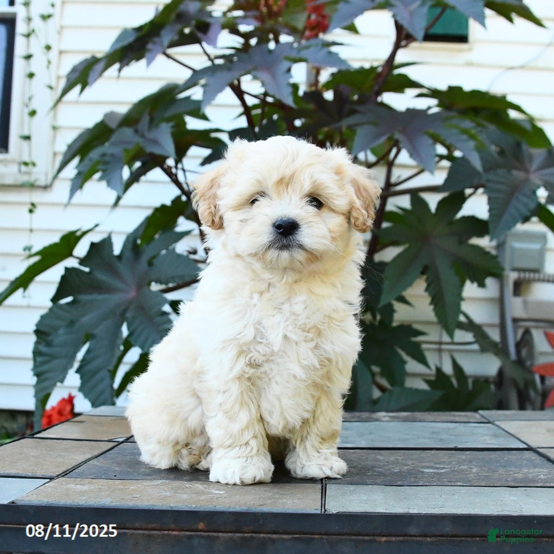 Shihpoo dogs for sale: Finn - Image 3