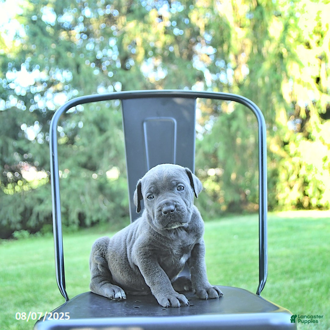 Cane Corso dogs for sale: Maverick - Image 5