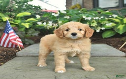 Mini Goldendoodle dogs for sale: Lainey - Image 4