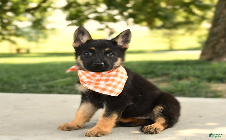 German Shepherd dogs for sale - Ad 3