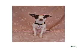 Chihuahua dogs for sale: Krypto - Image 6