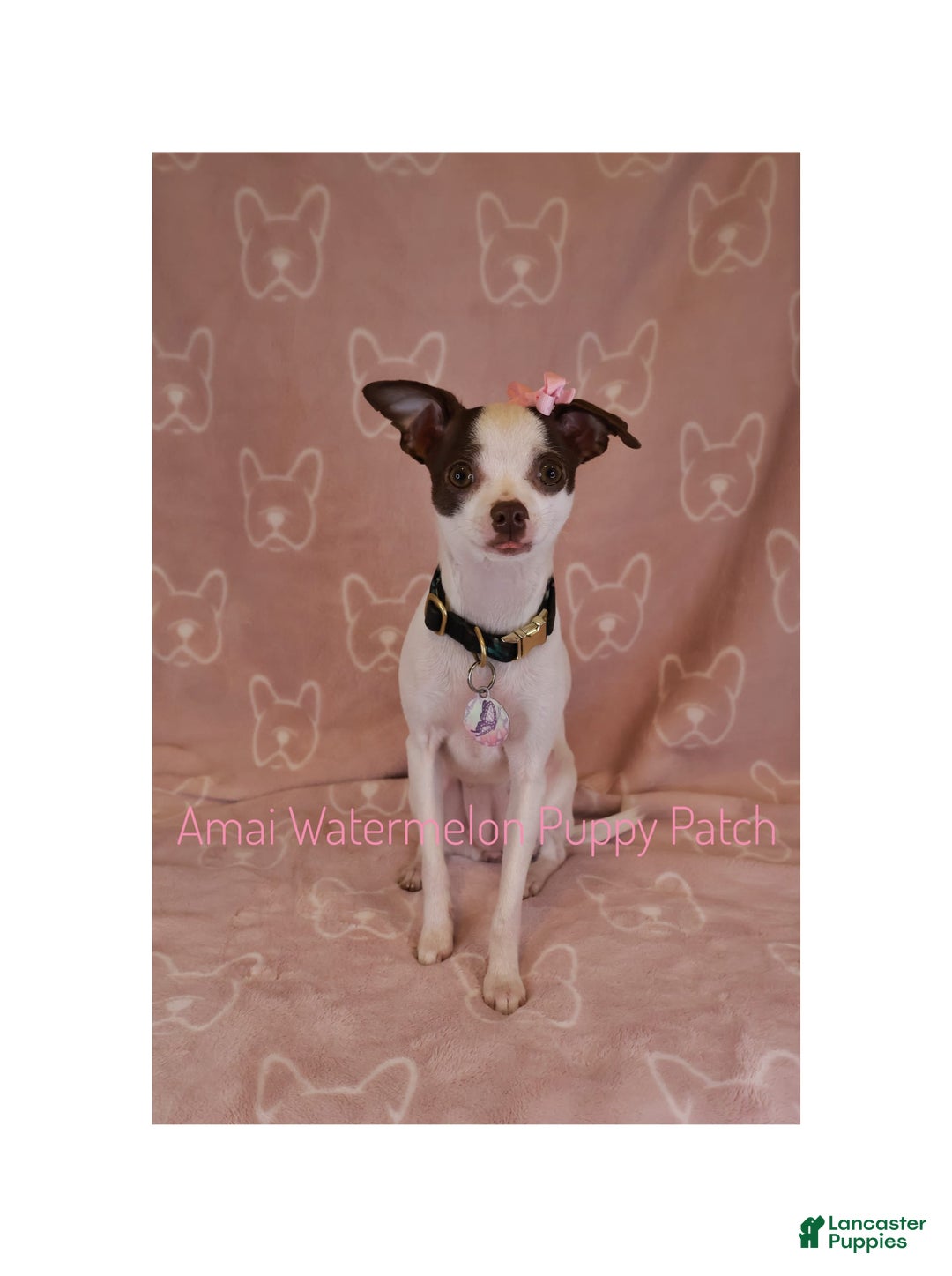 Chihuahua dogs for sale: Krypto - Image 6