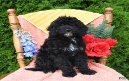 Miniature Poodle dogs for sale: Ophelia - Image 24