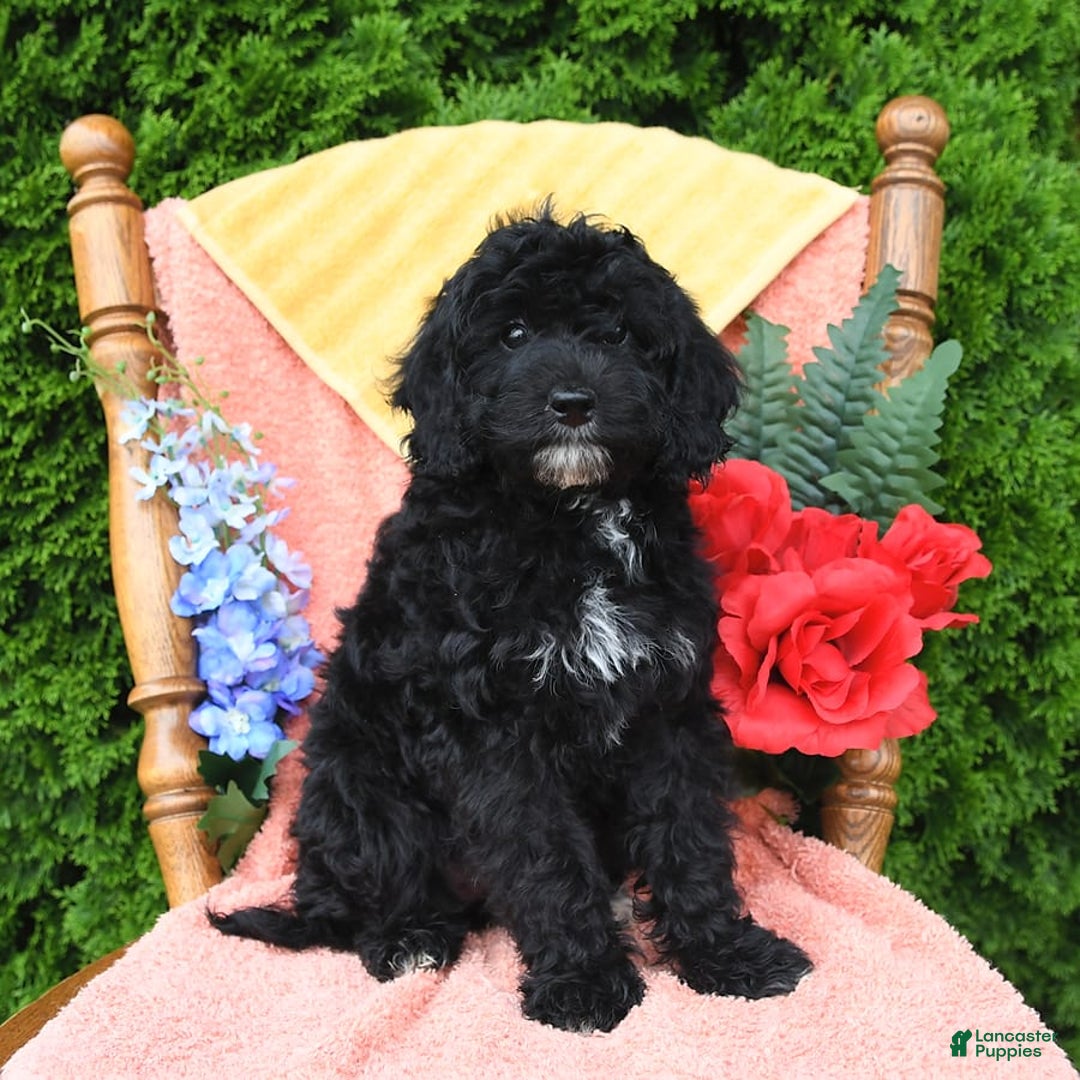 Miniature Poodle dogs for sale: Ophelia - Image 24