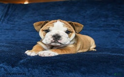 English Bulldog dogs for sale: Martha - Image 8