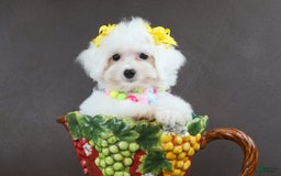 Yorkiepoo dogs for sale: Snow White - Image 3