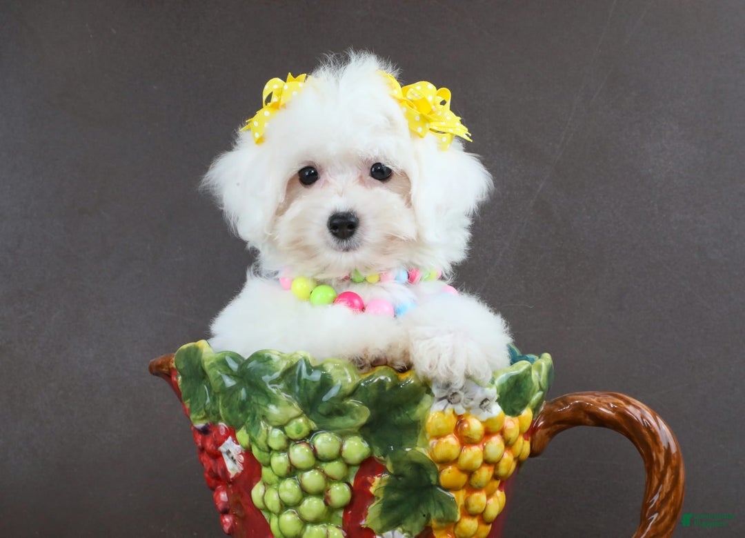 Yorkiepoo dogs for sale: Snow White - Image 3