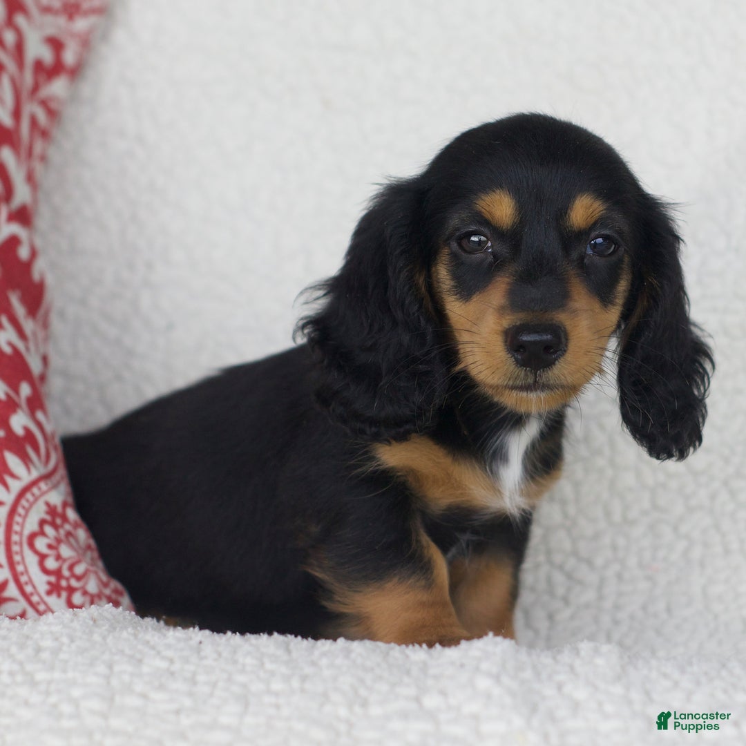 Miniature Dachshund dogs for sale: Tory - Image 5