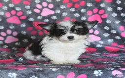 Morkie dogs for sale: Boots - Image 11