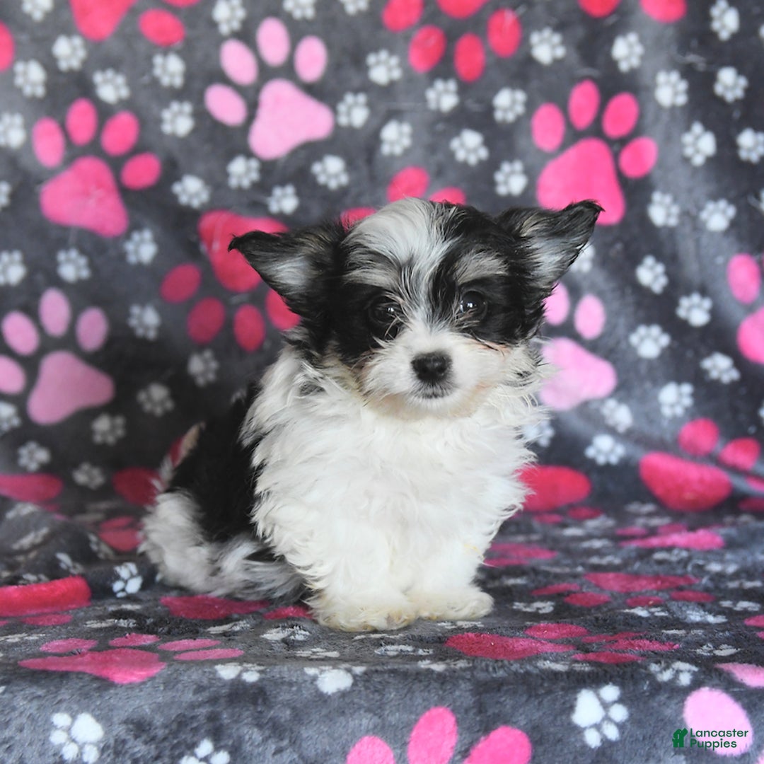 Morkie dogs for sale: Boots - Image 11