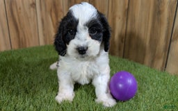 Cavapoo dogs for sale: Missy Girl 3 - Image 15