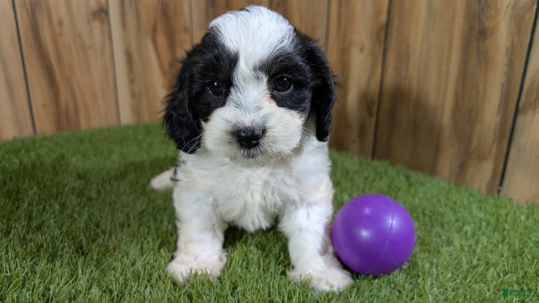 Cavapoo dogs for sale: Missy Girl 3 - Image 15