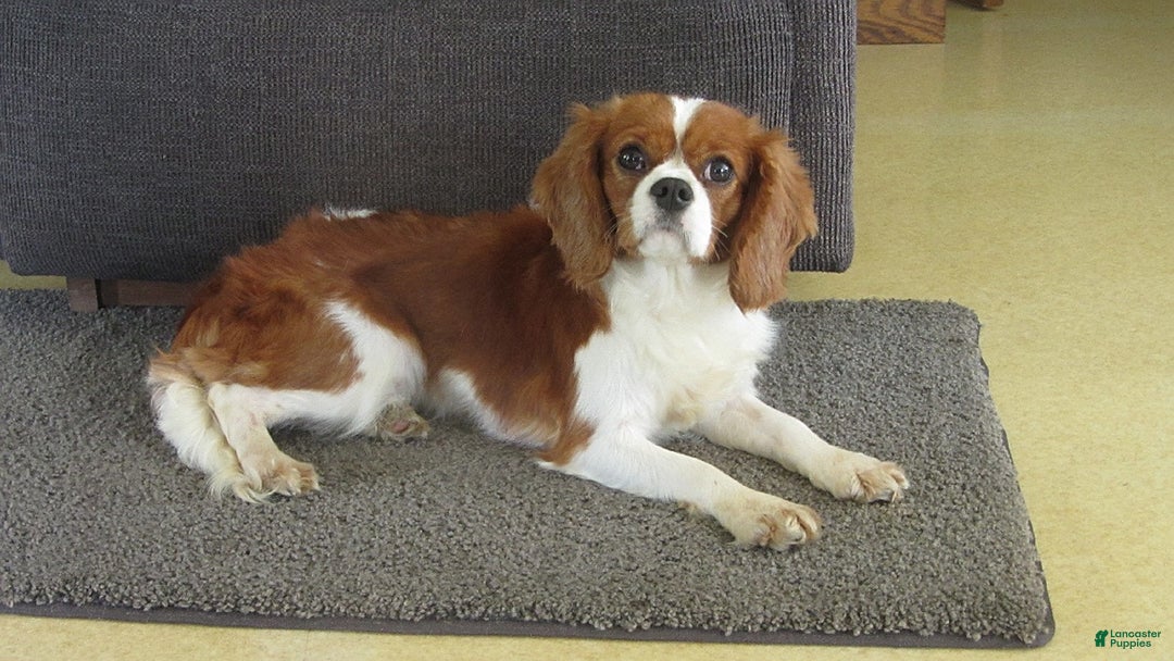 Cavachon dogs for sale: Banjo - Image 12