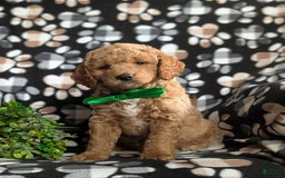  dogs for sale: Mini Goldendoodle 4 puppies - Image 16