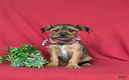 Shorkie dogs for sale: Cruz 9 Lbs Full Grown - Image 9