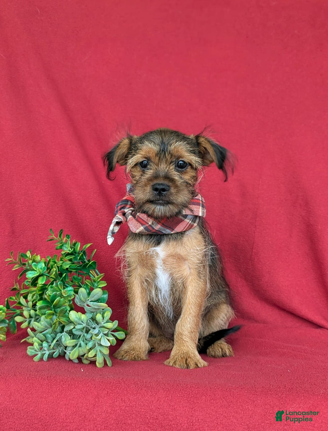 Shorkie dogs for sale: Cruz 9 Lbs Full Grown - Image 9
