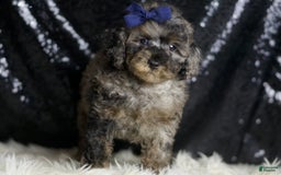 Miniature Poodle dogs for sale: Handsome - Image 9