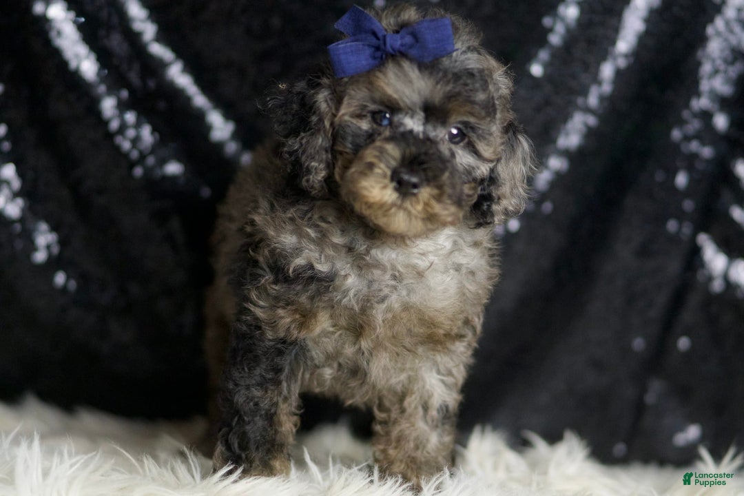 Miniature Poodle dogs for sale: Handsome - Image 9
