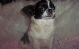Chihuahua dogs for sale: Full Akc Rose - Image 6