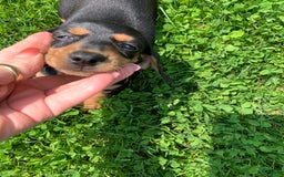 Dachshund dogs for sale: Long hollow Lenny - Image 1