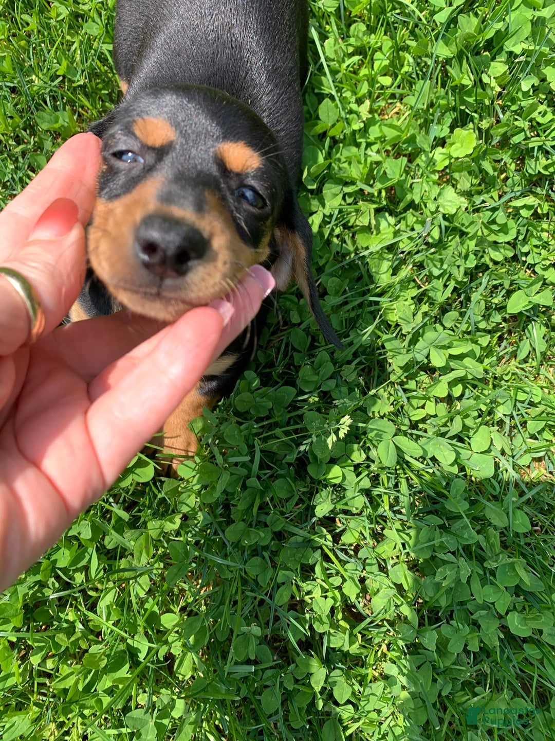 Dachshund dogs for sale: Long hollow Lenny - Image 1