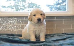 Golden Retriever dogs for sale: Belle - Listing for pets: Poppy, Biscuit, Violet, Mia, Sky, Belle, Ember, Jade - Image 1