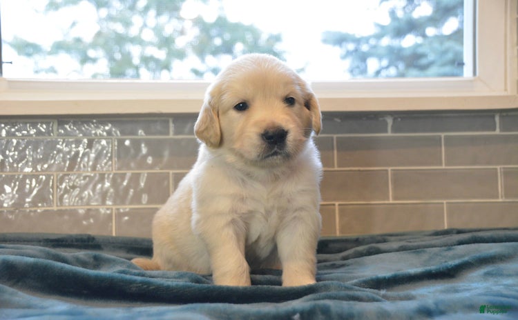 Golden Retriever dogs - Advert 33